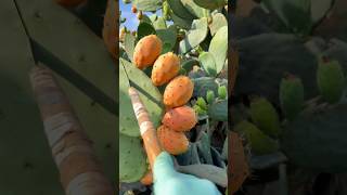 How to Prepare Opuntia [upl. by Attennod]