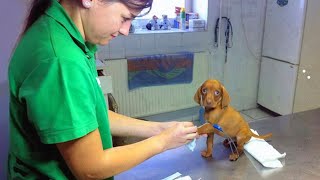 When The Smallest Dogs Bravely Face The Vet Funniest Dog Reaction [upl. by Kcirdaed]