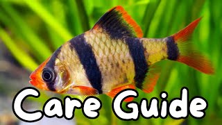 Tiger Barb Care Guide [upl. by Berman]