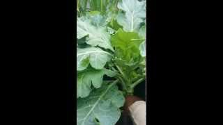 How To Pick Collard Greens [upl. by Sahpec127]