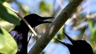 Boattailed Grackle Call [upl. by Ellekcir]