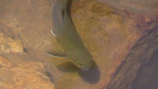 Protecting the Bonneville Cutthroat Trout  Audio Described [upl. by Deutsch991]