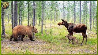 Unbelievable Moments When Bear Attack Gone Wrong Caught On Camera  Animal Fighting [upl. by Aklam680]