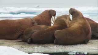 Tracking Pacific Walrus Expedition to the Shrinking Chukchi Sea Ice [upl. by Jutta]