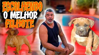 COMO ESCOLHER O MELHOR FILHOTE DA NINHADA PITMONSTER [upl. by Astra]