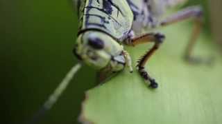 Grasshopper Eating Leaf 1080p HD Macro [upl. by Atekin]