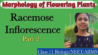 Racemose Inflorescence Part2  Ch5 Morphology of Flowering Plants  Class 11  NEET  AIIMS [upl. by Aisenet258]