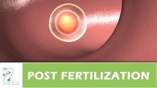 POST FERTILIZATION [upl. by Annuahs]