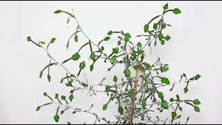 Corokia cotoneaster  Zickzackstrauch Wire Netting Bush [upl. by Aloeda]