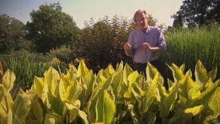 Growing Cannas  At Home With P Allen Smith [upl. by Letnuahc]