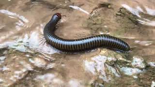 Biggest millipede walking in the water 🐛😱 [upl. by Adniralc442]