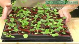 How to plant out small Plug Plants [upl. by Dray100]