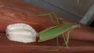 Praying Mantis Laying Eggs Ootheca [upl. by Yvor122]