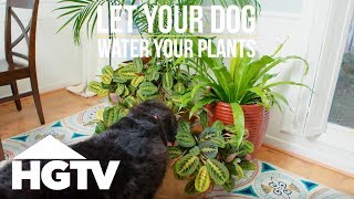 Way to Grow Let Your Dog Water Your Plants  HGTV [upl. by Eadmund]