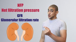 Glomerular Filtration شرح بالعربي [upl. by Anirat]