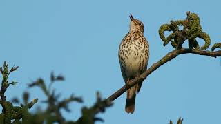 Song Thrush Turdus philomelos [upl. by Esten3]