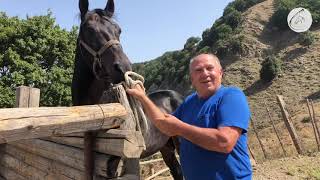 Il cavallo ruffiano alla stazione di monta Ciccaldo di San Fratello [upl. by Hugon]