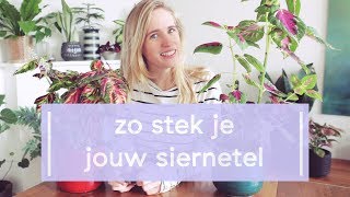 Zo stek je de Siernetel Coleus [upl. by Valdemar732]