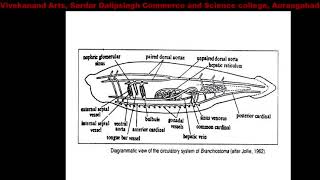 Circulatory system of Amphioxus [upl. by Graeme]