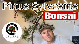 Pinus Sylvestris „Sommerarbeiten“ Bonsai 3624 [upl. by Nosreve]