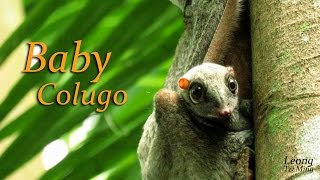 Baby Colugo 26Feb2017 [upl. by Ling701]