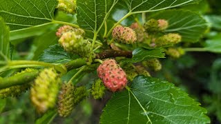 Maulbeeren  Der Beitrag zwischen dem Regen 02062024 [upl. by Ardnuhsal]