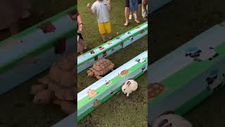 Rabbit and tortoise storyఎవరుగెలిచారుfunny practical storyreal shots [upl. by Ahseekan592]