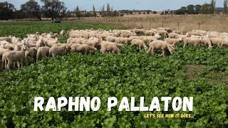 THESE LAMBS HAVE NEVER SEEN FEED LIKE THIS  Lambs onto Pallaton  Australian Sheep Farming [upl. by Asirap]