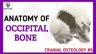 Occipital Bone Anatomy  Cranial Osteology 9 [upl. by Ajax650]