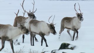 Reindeers Amazing Adaptations to Living in Snow  Snow Animals  BBC Earth [upl. by Cressida]