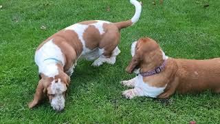 Basset hounds love to make friends [upl. by Delaney]