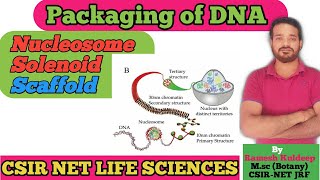 DNA Packaging  Nucleosome  Solenoid  Scaffold  CSIR NET life Sciences Unique life Sciences [upl. by Gracie]