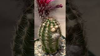 Hear 🆒 facts on Echinocereus reichenbachii quotLace Cactusquot 🌵🌺 [upl. by Torrell]