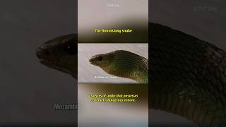 The Boomslang snake a species of snake that possesses extremely dangerous venom snake boomslang [upl. by Atteroc]