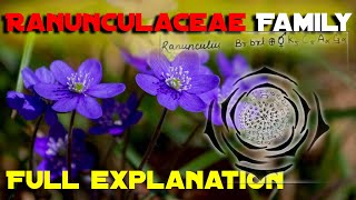 Ranunculaceae family Vegetative Characters HabitCalyxCorollaGynoeciumAndroeciumFloral formula [upl. by Ivets]