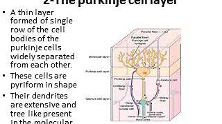 Cerebrum and cerebellum histology أ دضحى صابر [upl. by Eadrahs]