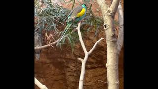 Hoodedsittich Hooded Parrot  Psephotus dissimilis [upl. by Armalda]