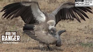 WhiteBacked Vultures Witness Their Intriguing Reproduction Rituals [upl. by Clapp]