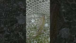 Triploid Eastern Brook Trout are getting fat and long trout flyfisherman fishing [upl. by Mirella721]