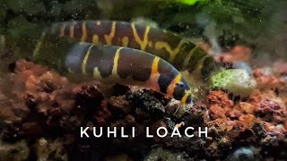 Kuhli loaches feed en masse on the Planted Aquarium floor [upl. by Dorisa]