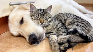 Adorable Kitten Loves Golden Retriever Cutest Ever [upl. by Bevers]