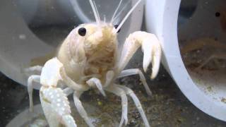 Arctic White Crayfish Procambarus Clarkii Scavenging [upl. by Lopes]