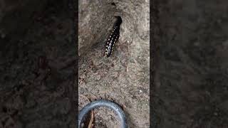 Millipede 038 Ae Mere Dost Short video Animal [upl. by Llereg]