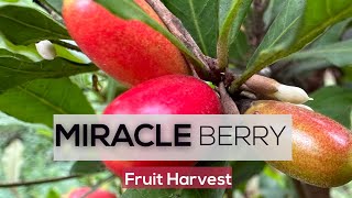 Miracle Fruit or Miracle Berry [upl. by Kosak]