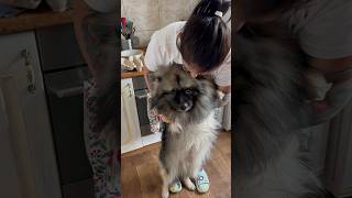 Гром и колбаса кеесхонд keeshond dog animal funnyanimals смешныевидео [upl. by Aehr278]