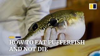 How to eat pufferfish and not die [upl. by Granny]