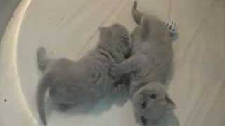 British Shorthair kittens [upl. by Ynnad]