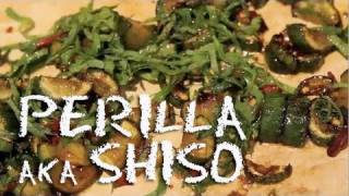 What is Perilla  Shiso with Cucumber Recipe [upl. by Shiff]