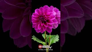 Dahlia Flower blooming Time Lapse shorts [upl. by Harihat]