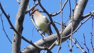 Drunk birds Swarms of Cedar Waxwings which eat fermented berries spotted in North Texas [upl. by Irvin]